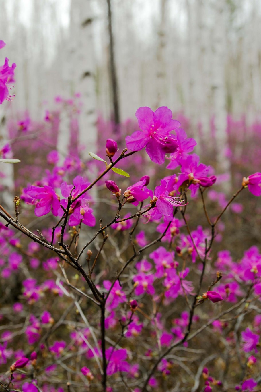 Багульник Дальневосточный