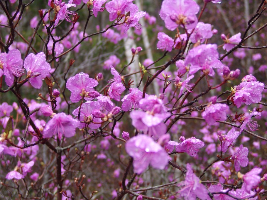 Багульник Ерофей Павлович