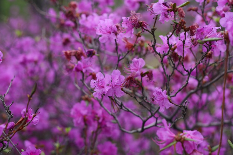 Рододендрон Даурский осенью