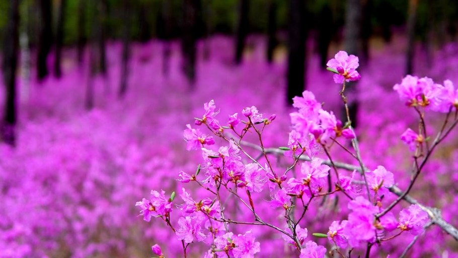 Багульник цветет