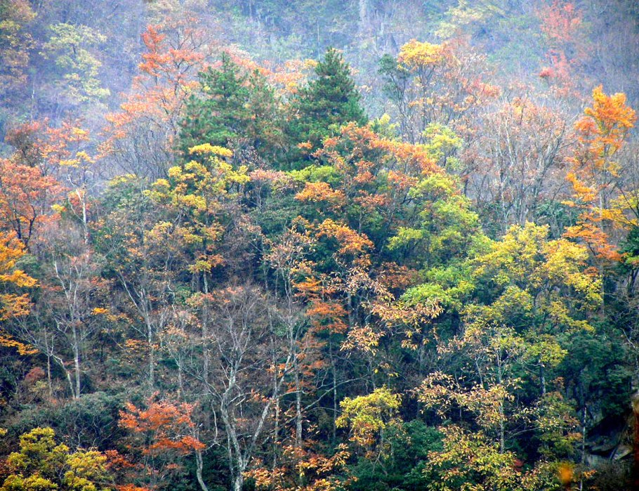 Смешанные и широколиственные леса Урал