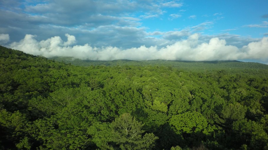 Смешанные (хвойно-широколиственные) леса Китая