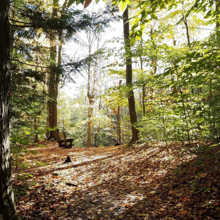 Широколиственный лес россии