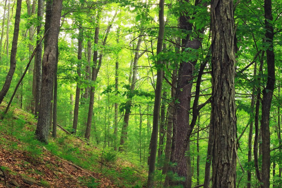 Сихотэ-Алинский заповедник климат