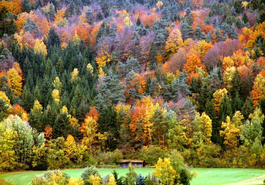 Кедрово-широколиственный лес