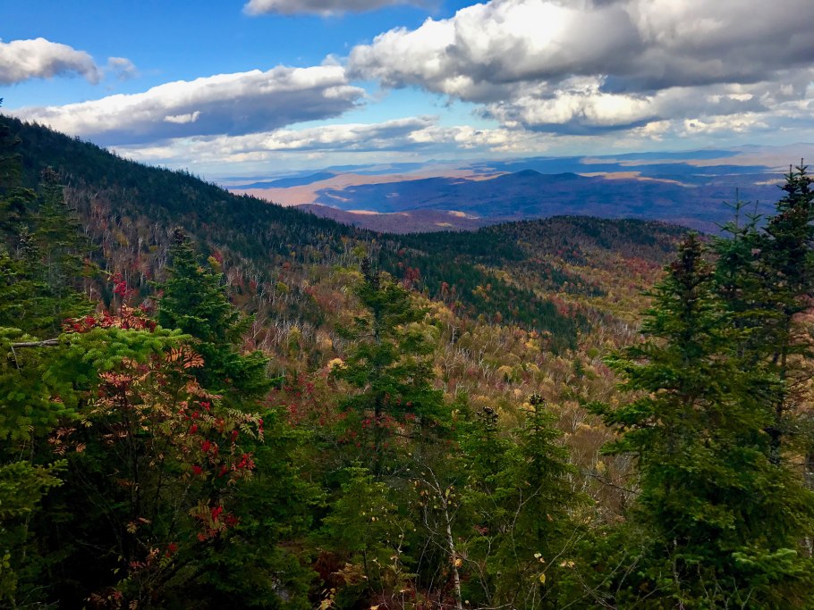 Лес вермонт