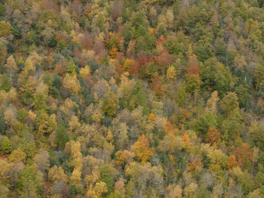 Широколиственный лес ландшафт