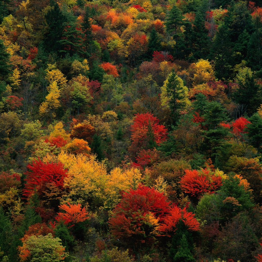 Смешанные и широколиственные леса климатический пояс