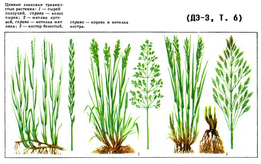 Ячмень гривастый (Hordeum jubatum)