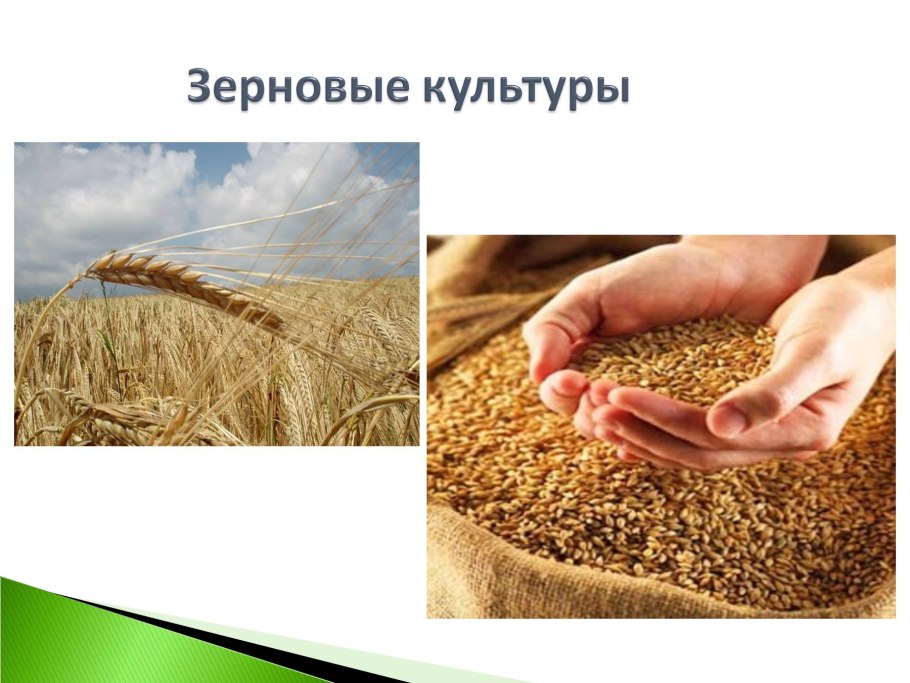 Культурные растения зерновые культуры