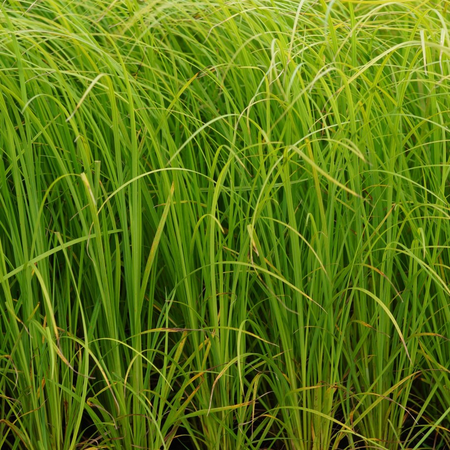 Ксерофитам хлебные злаки