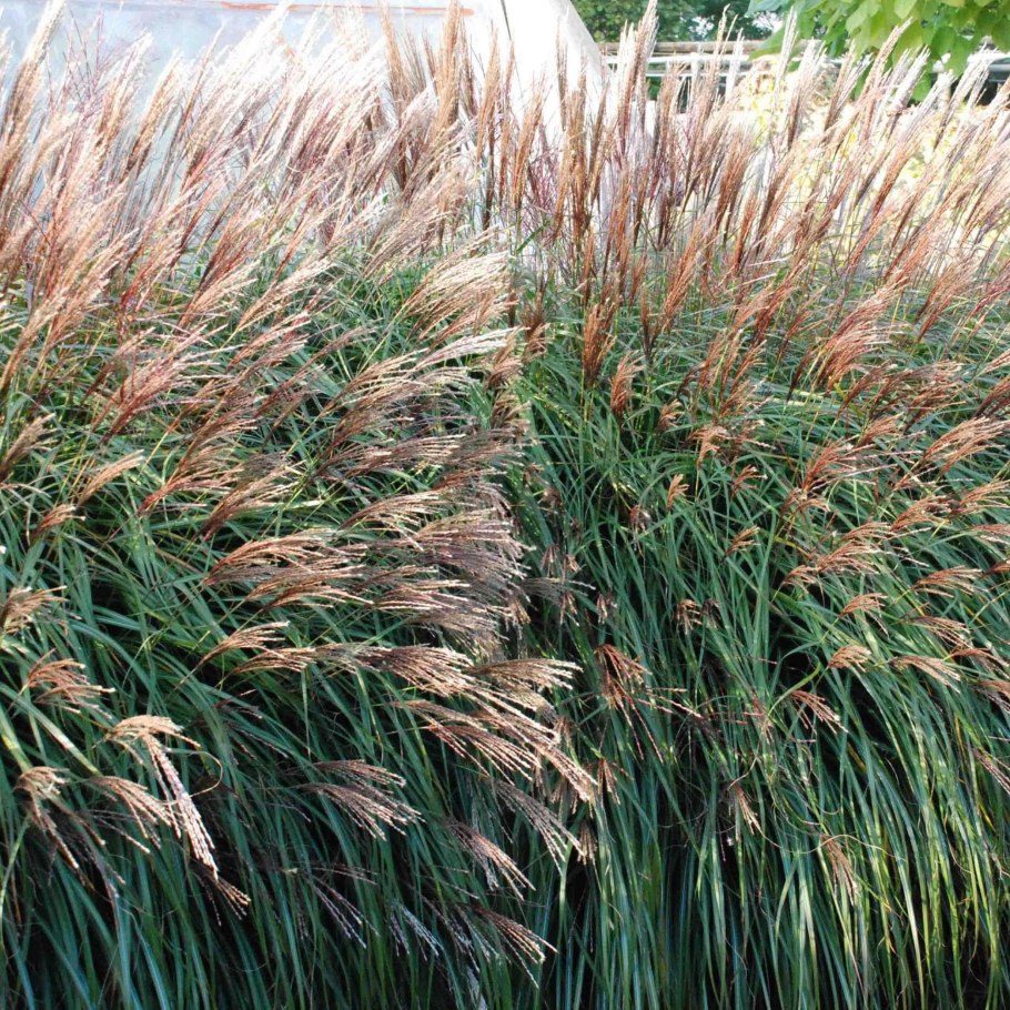 Озимая кукуруза