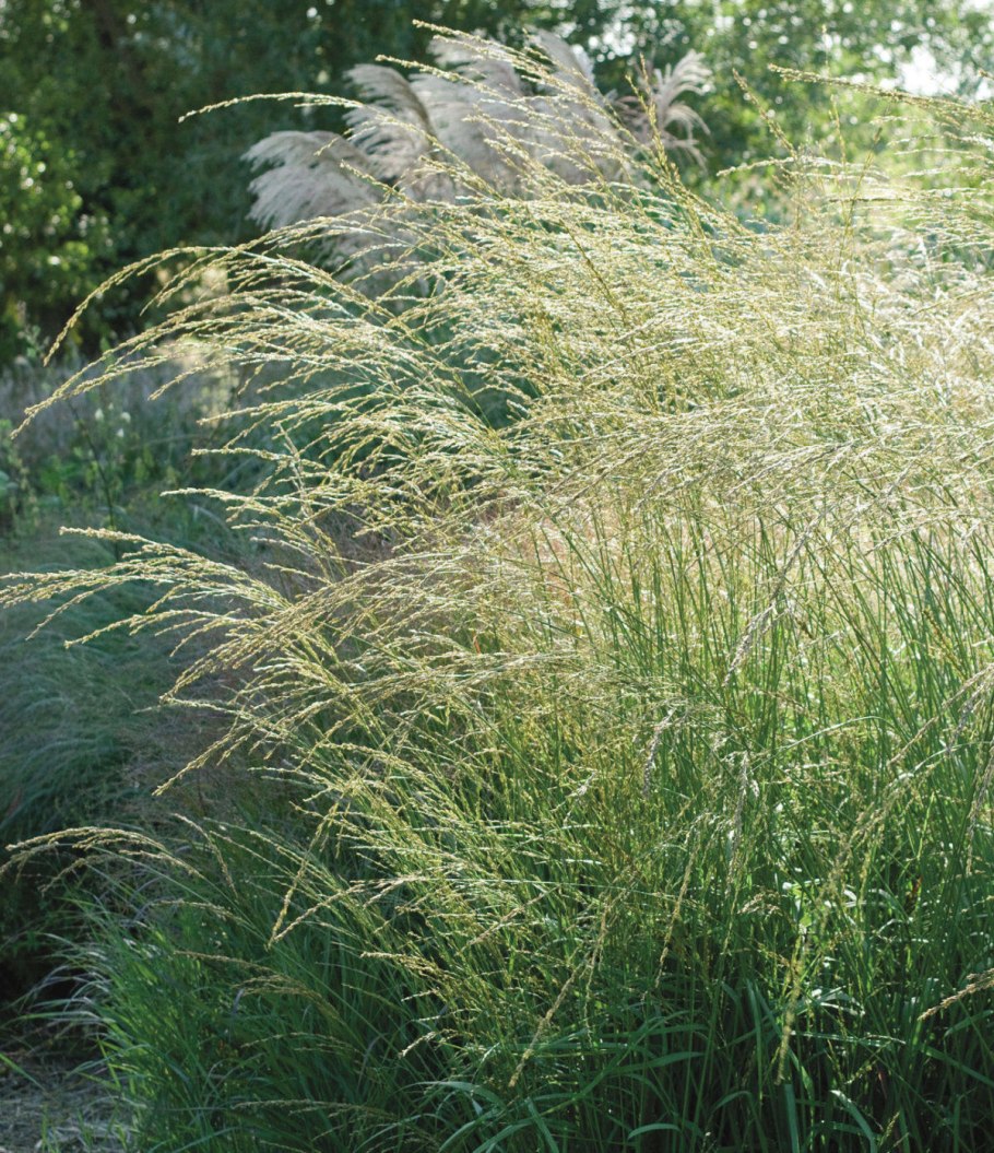Съедобные злаки