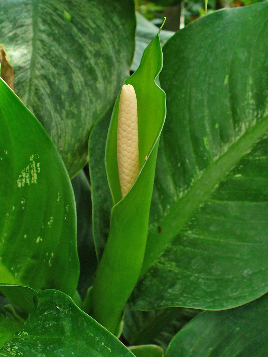 Диффенбахия Баузе (Dieffenbachia bausei)