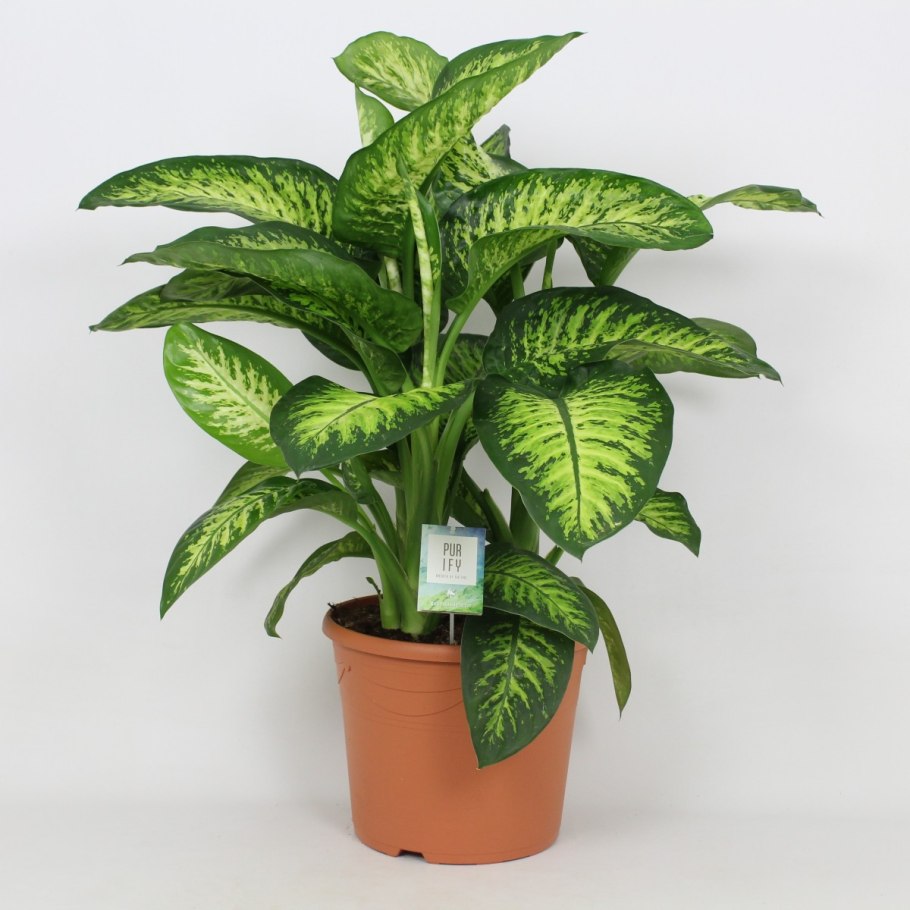 Диффенбахия Сегуина – Dieffenbachia Seguine