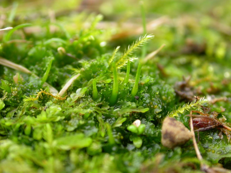 Голосеменные и Хвощевидные