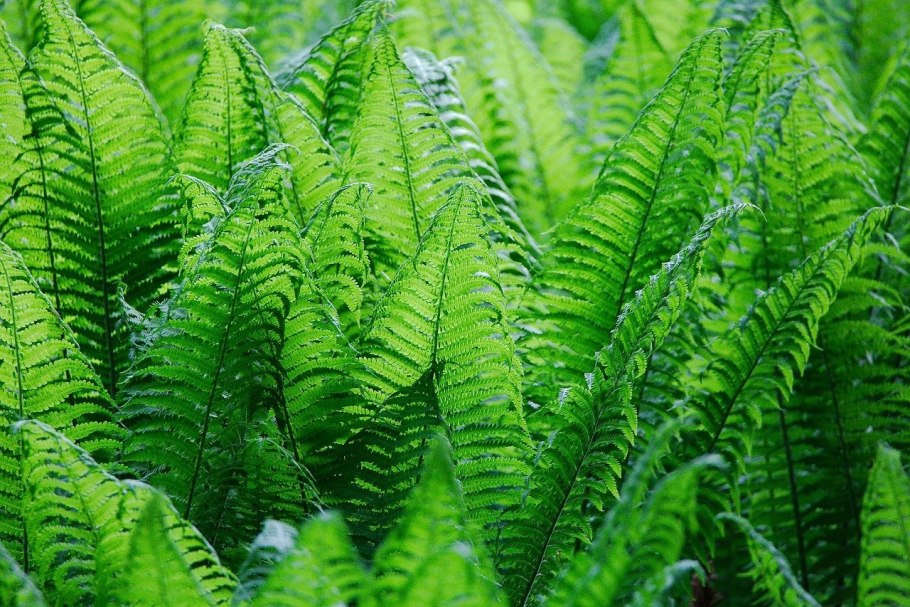 Плаун булавовидный (Lycopodium clavatum)