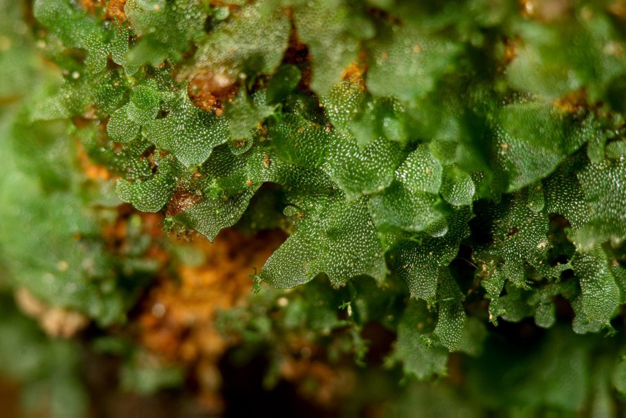 Чередование поколений спорофита и гаметофита