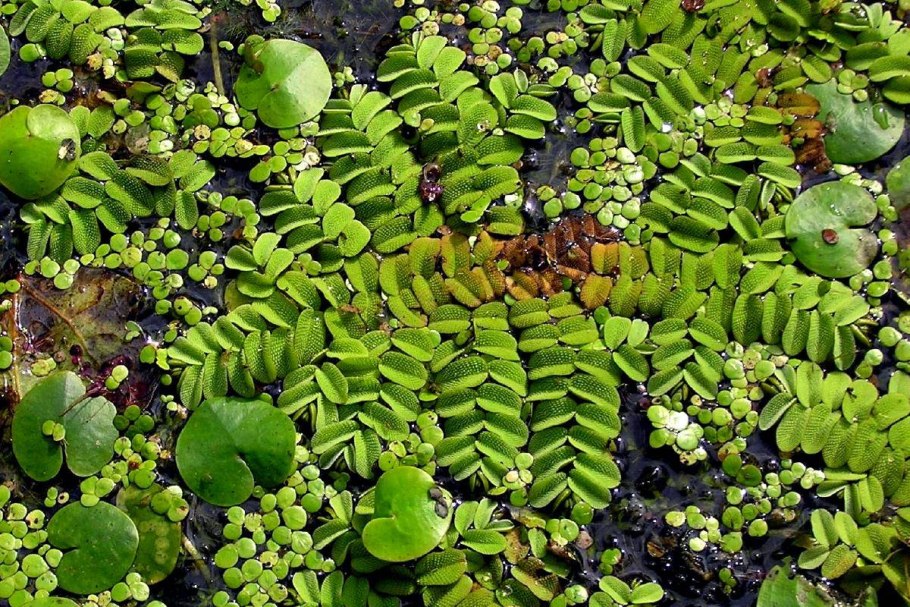 Папоротник Salvinia Natans