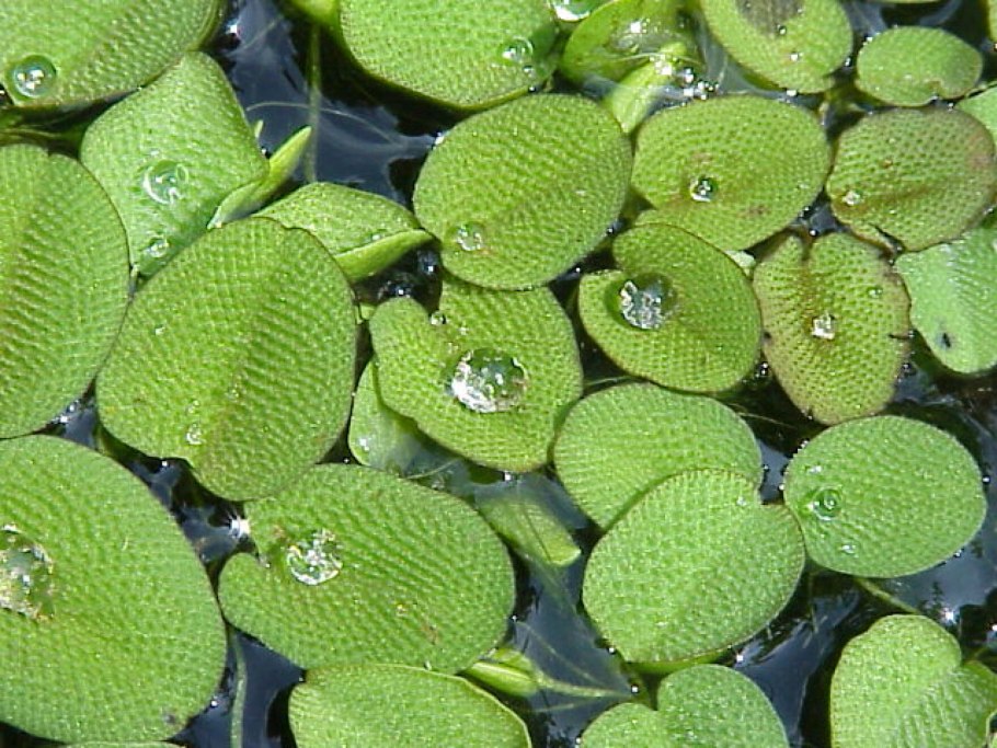 Сальвиния плавающая (Salvinia Natans)