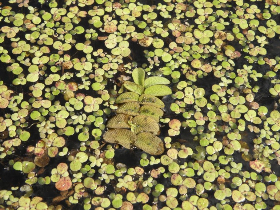 Сальвиния плавающая Salvinia Natans (l.) all. 2