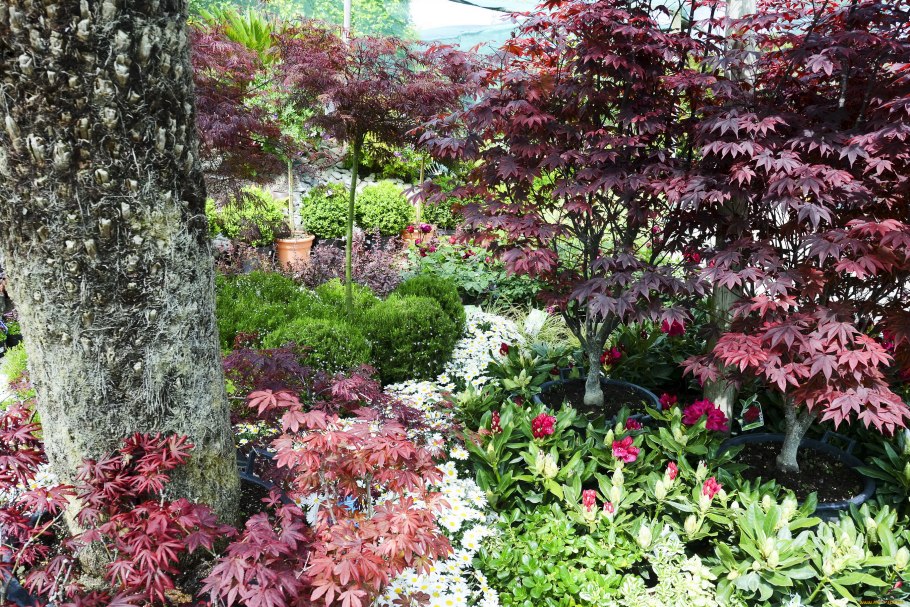 Диффенбахия. Олеандр. Азалия. Кротон