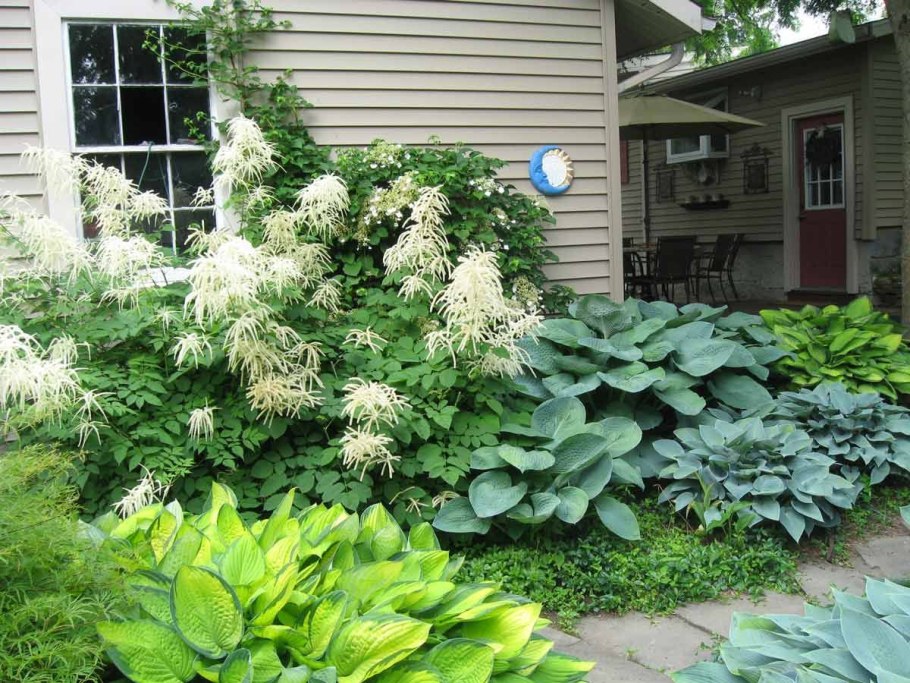 Клумба Хоста и астильба