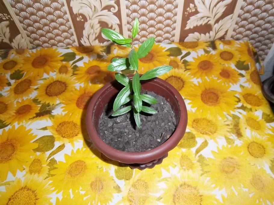 Карликовый гранат бейби