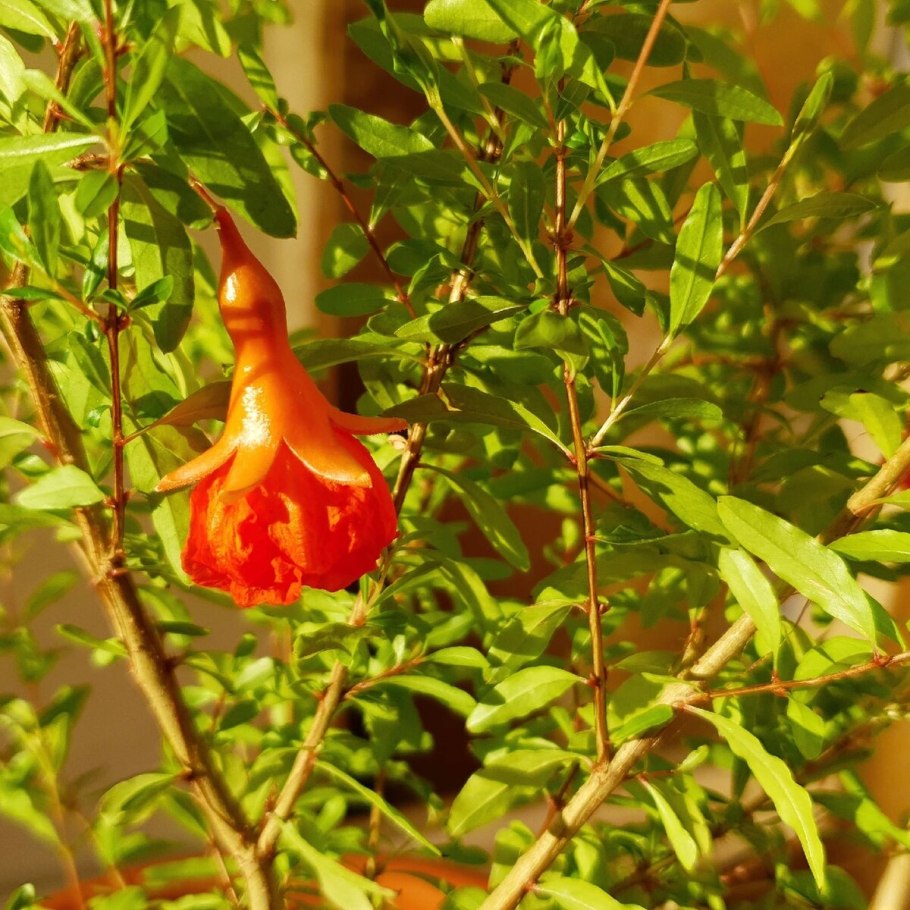 Гранат махровый комнатный