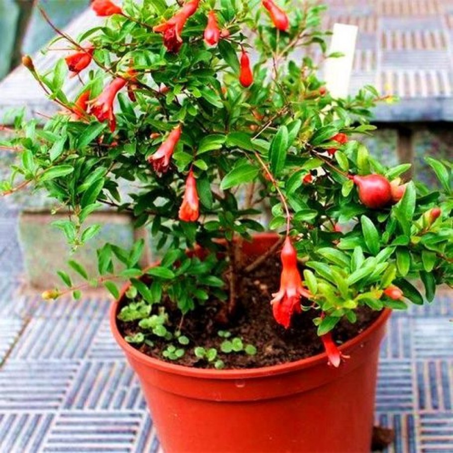 Гранат карликовый Карфаген