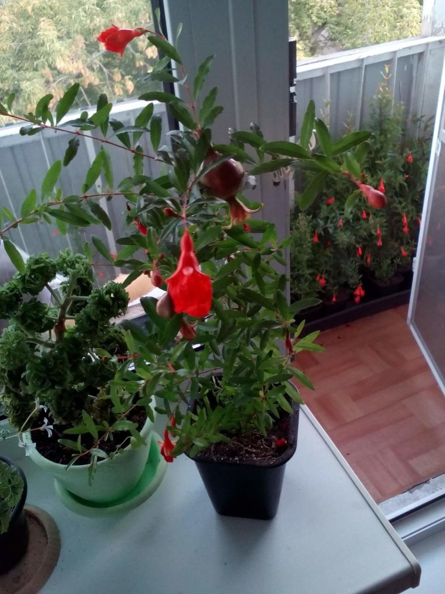 Карликовый гранат - дерево