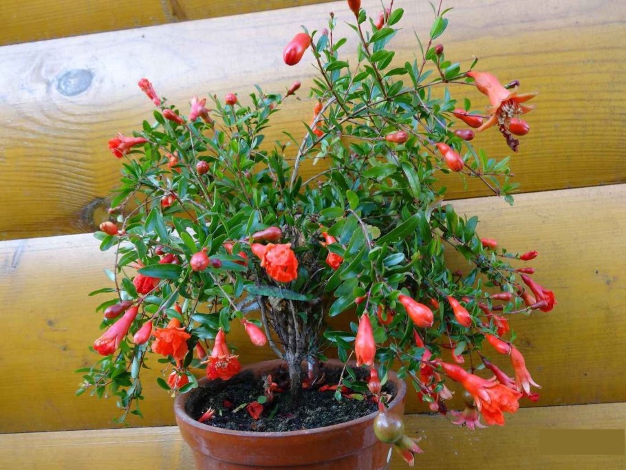 Гранат карликовый (Punica granatum Nana)