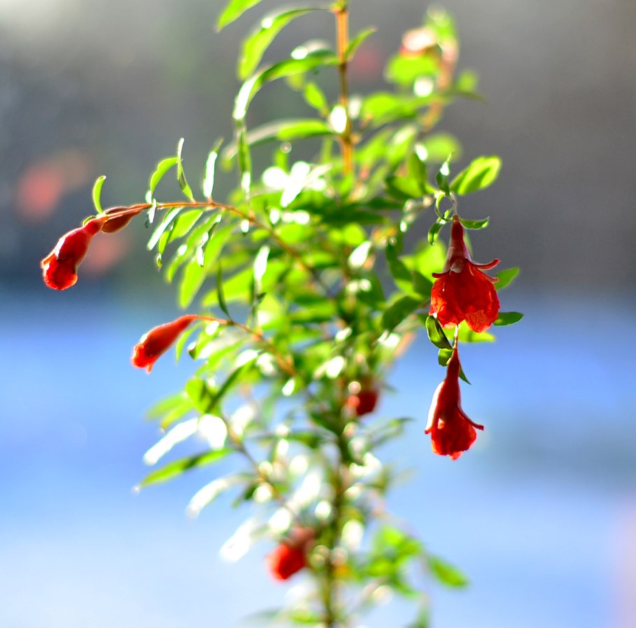 Гранат комнатный крупноплодный