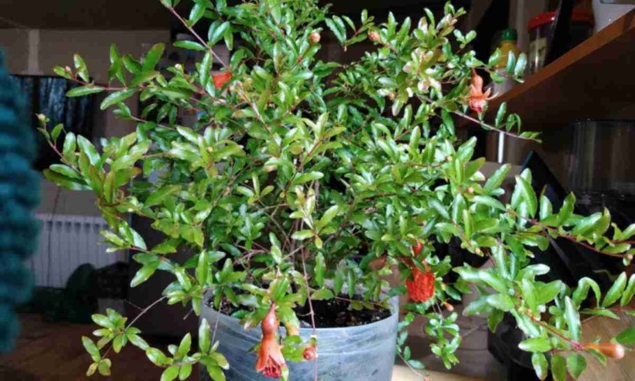 Гранат комнатный Punica granatum
