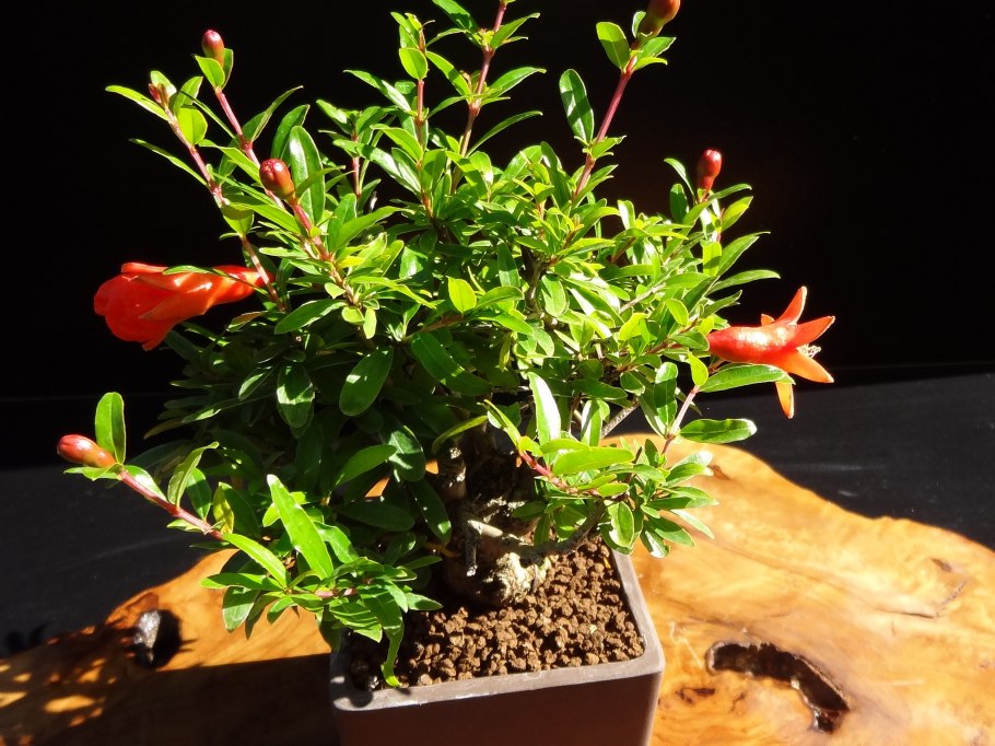 Гранат карликовый Карфаген