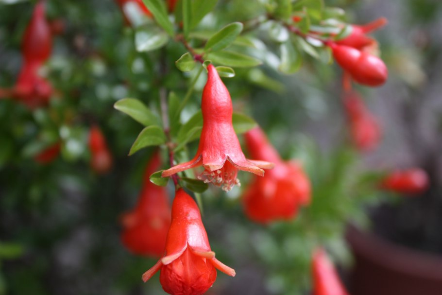 Карликовый гранат