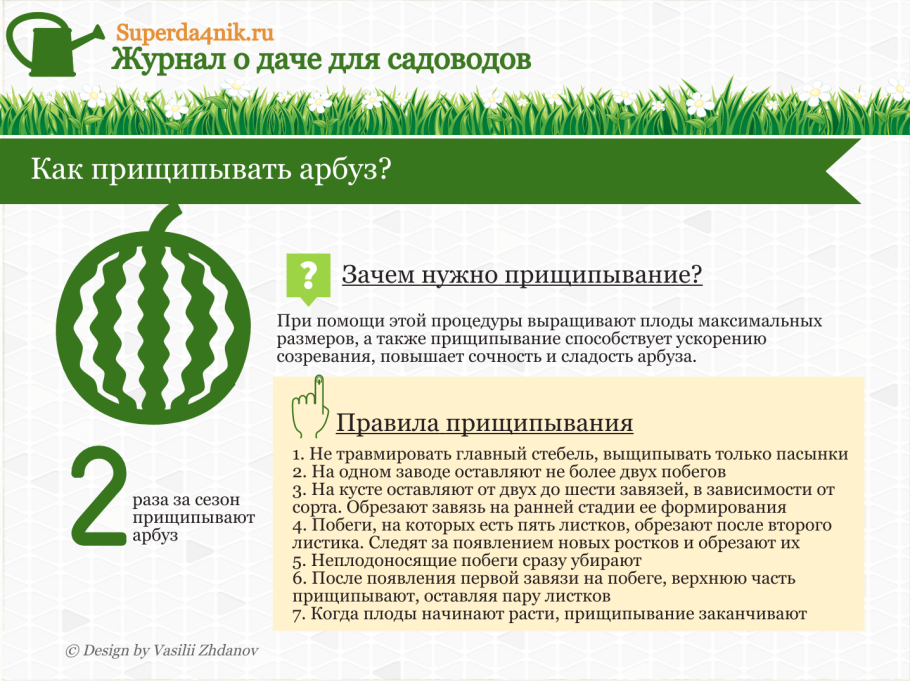 Формировка арбуза в теплице схема