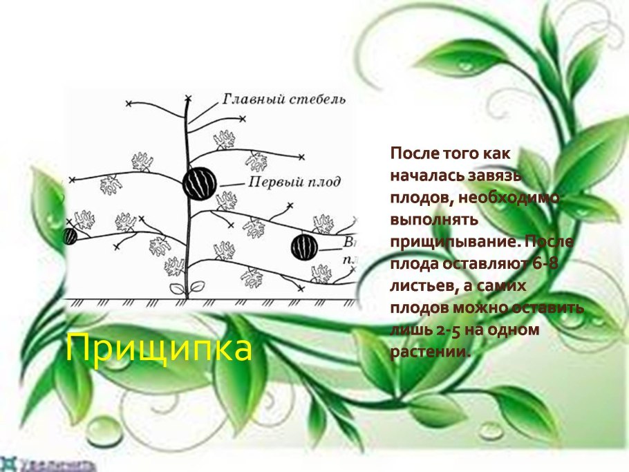 Тыква обрезка плетей и листьев