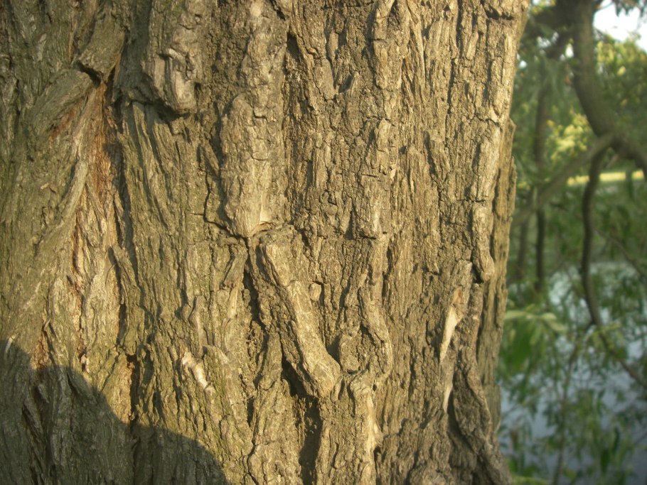 Ива ствол дерева