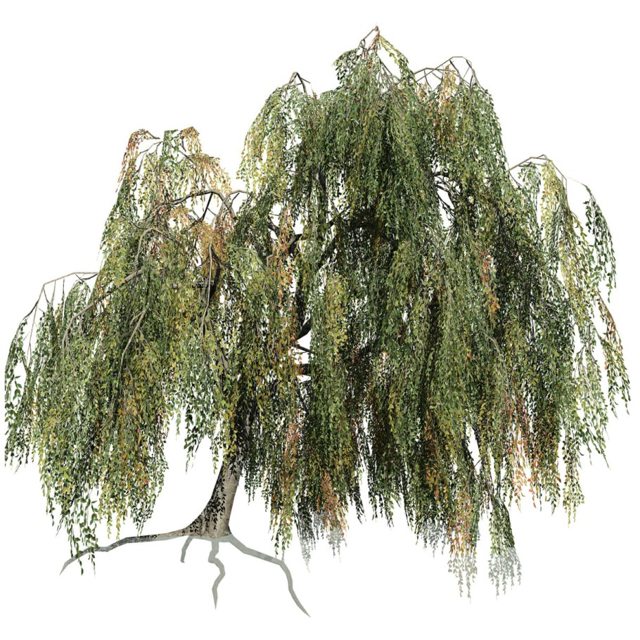 Береза повислая Юнги Betula pendula Youngii