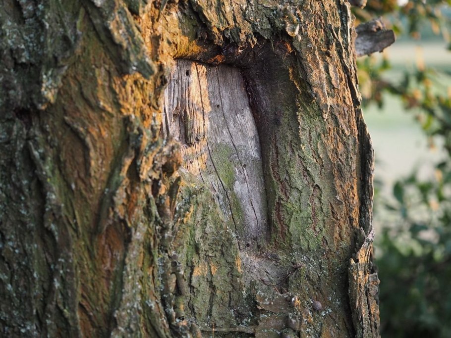 Береза повислая Youngii