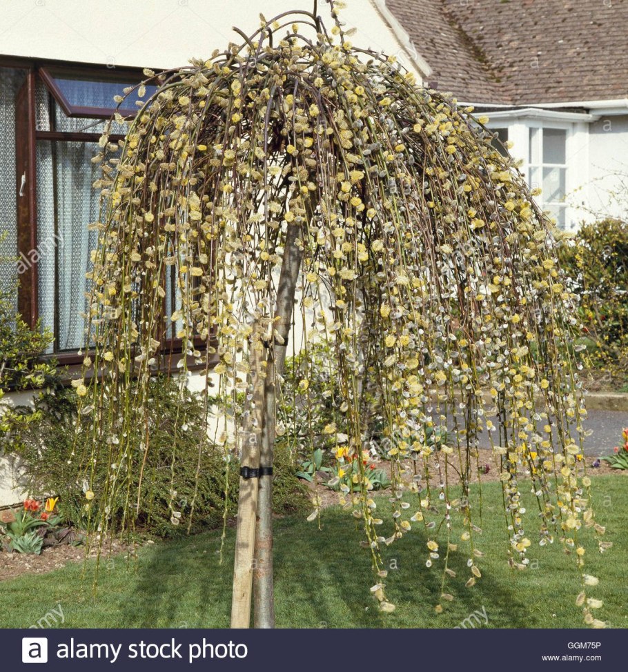 Ива Плакучий Гном