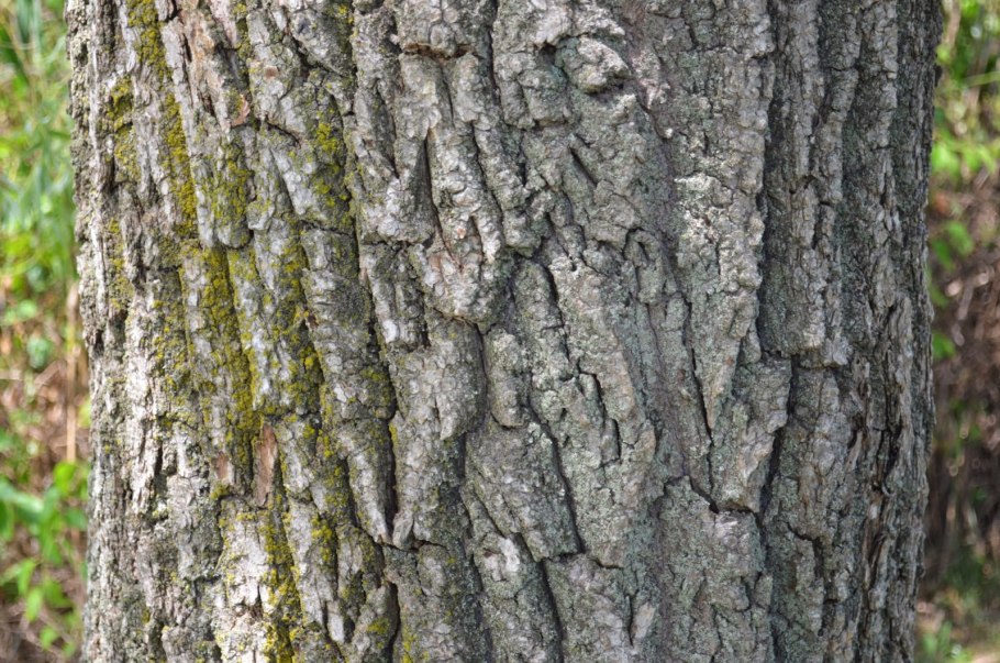 Кора дерева ивы