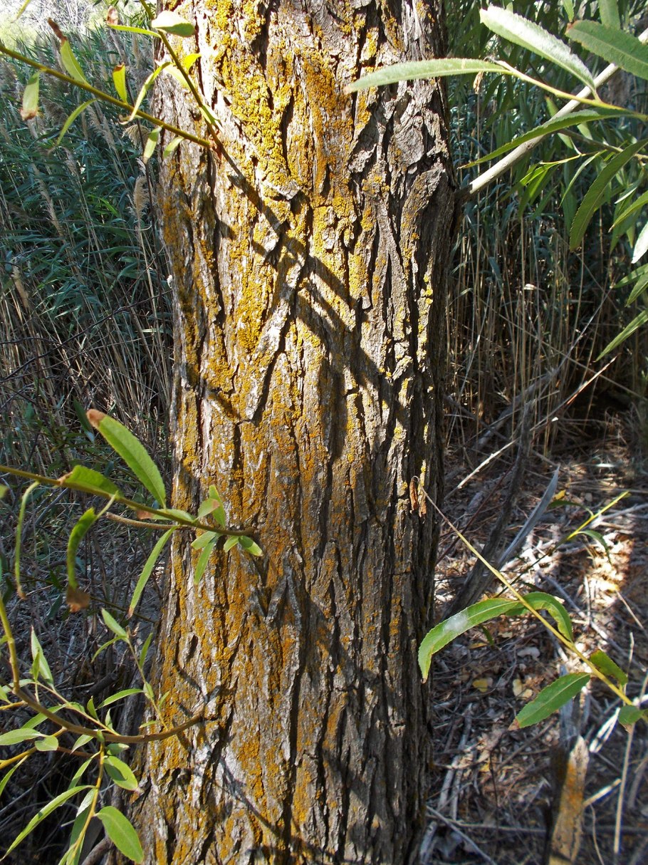 Ива белая Salix Alba ствол