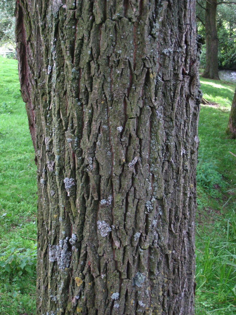 Кора дерева ивы