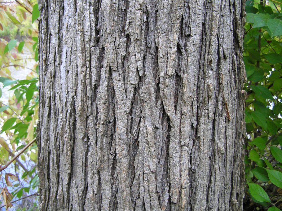 Ива белая ветла