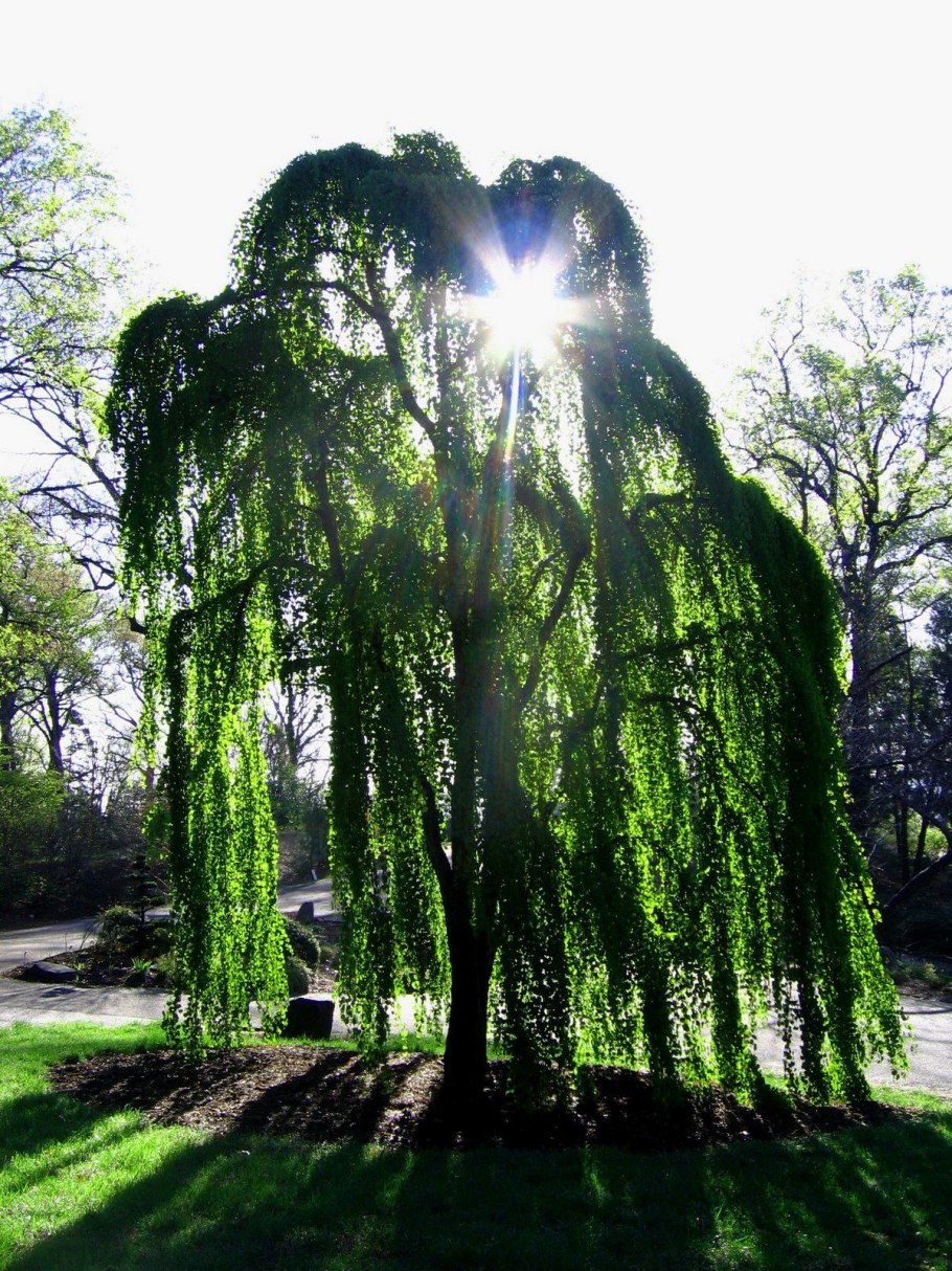 Ива Козья Килмарнок