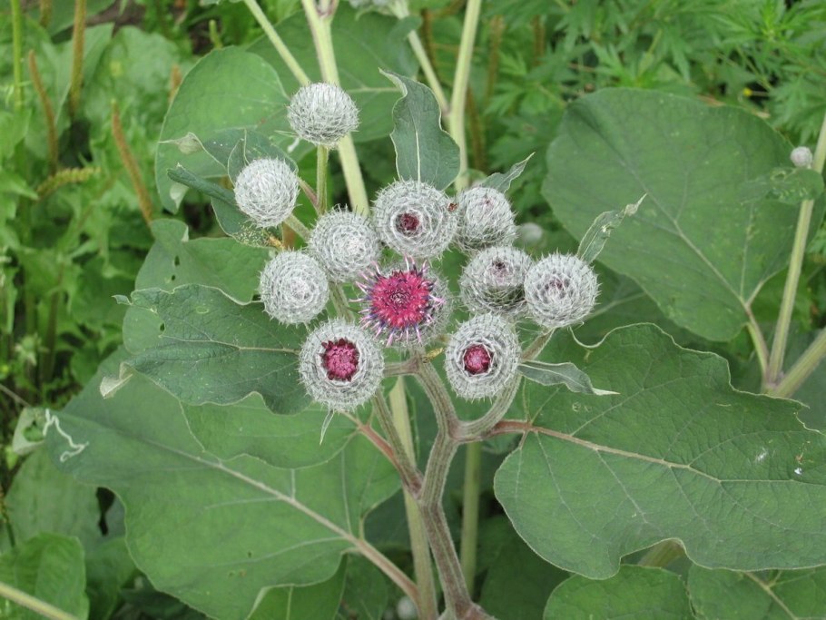 Репейник (Burdock)