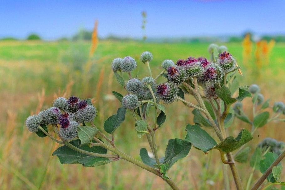 Лопух большой Arctium Lappa