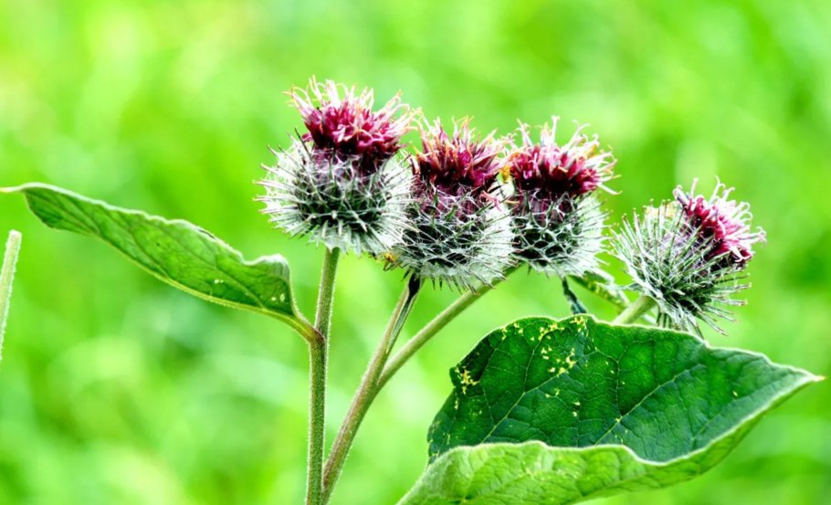 Репейник (Burdock)